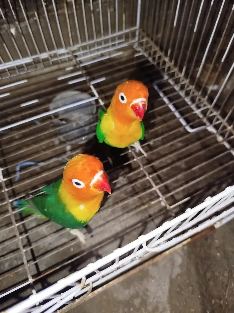 Beautiful Love Birds Available – Lutino, Albino, Blue, Violet & More — photo 6