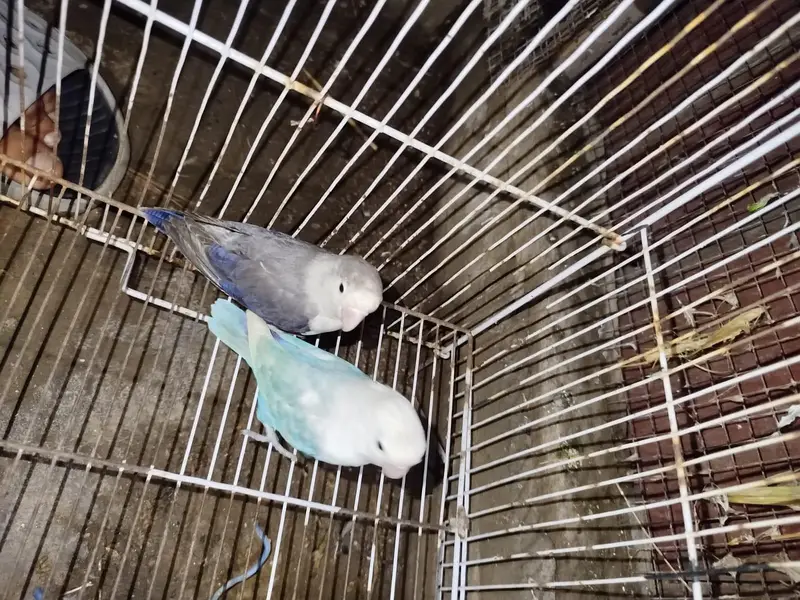 Beautiful Love Birds Available – Lutino, Albino, Blue, Violet & More — photo 7