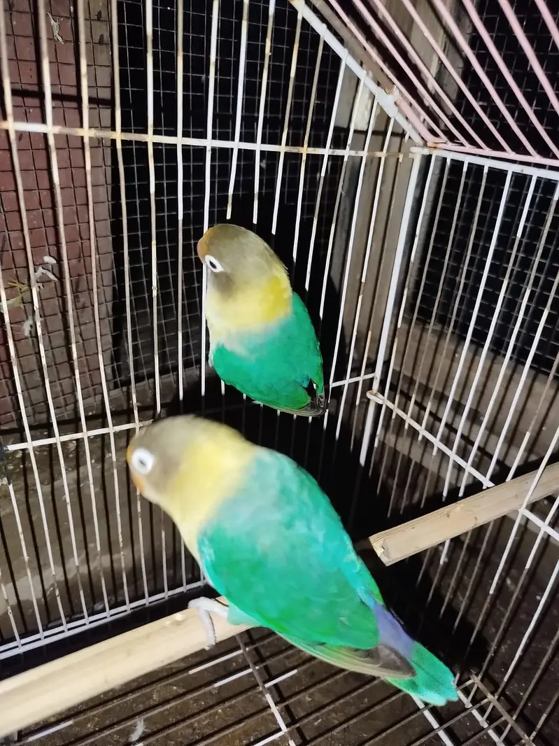 Beautiful Love Birds Available – Lutino, Albino, Blue, Violet & More — photo 8