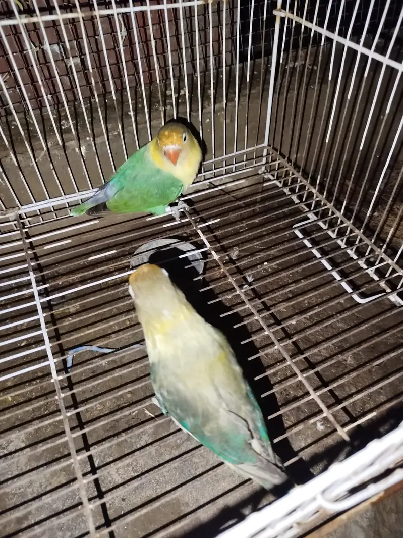 Beautiful Love Birds Available – Lutino, Albino, Blue, Violet & More — photo 9