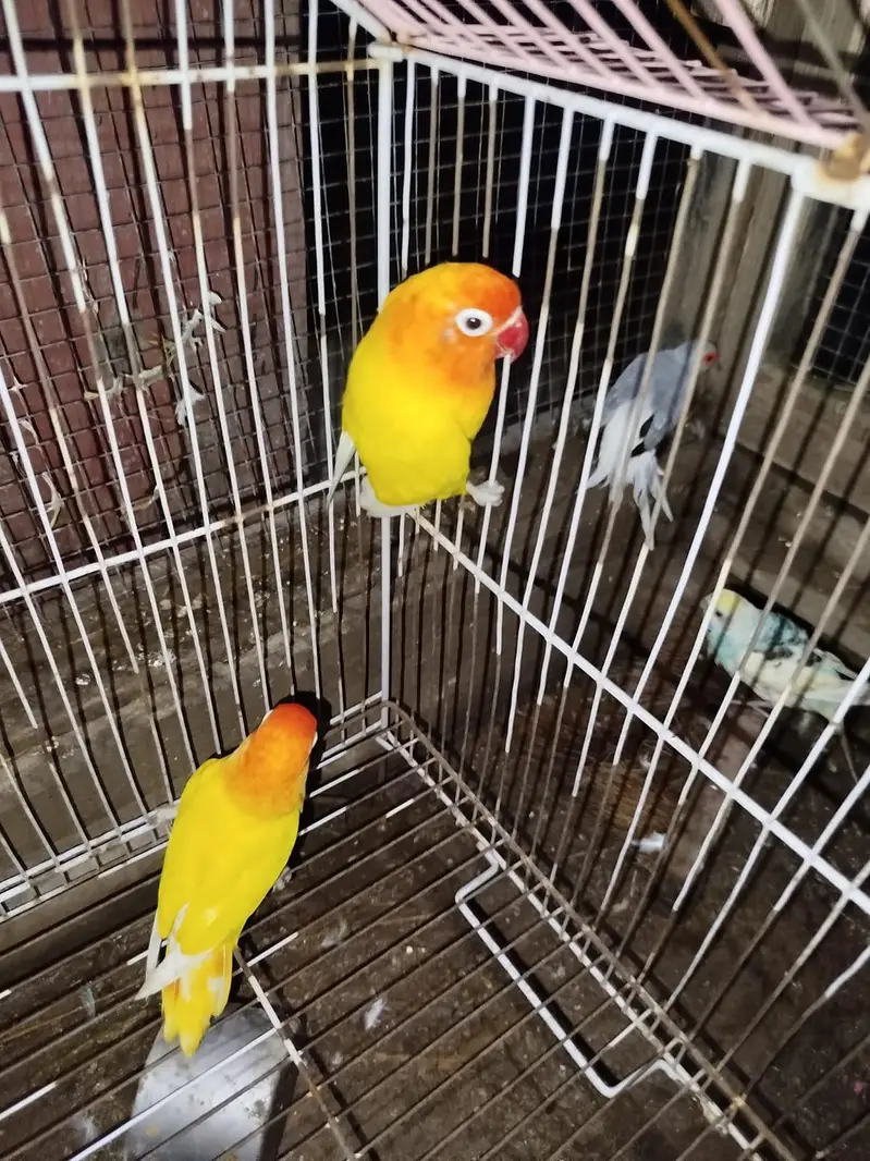 Beautiful Love Birds Available – Lutino, Albino, Blue, Violet & More — photo 11