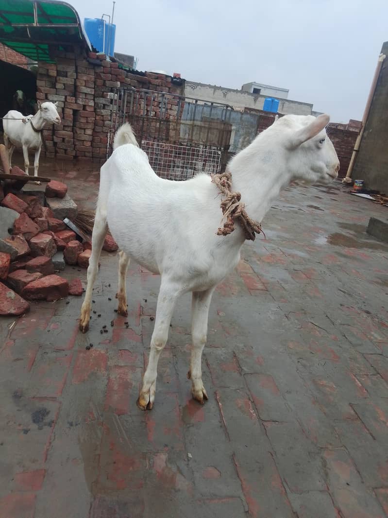 گلابی ٹیڈا بکرا 03219551335 1