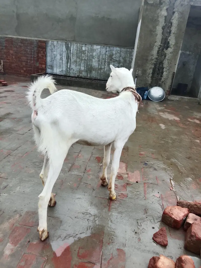 گلابی ٹیڈا بکرا 03219551335 — photo 4