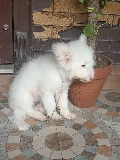 Rusion female for sale