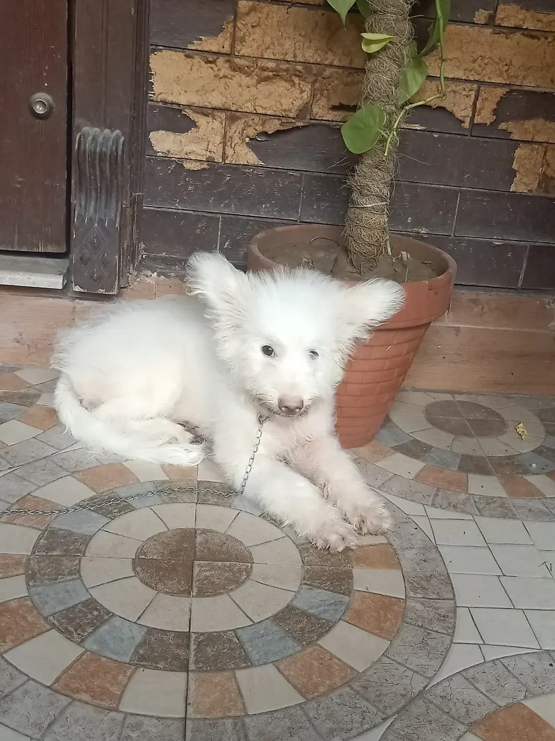 Rusion female for sale — photo 2