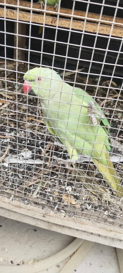sell the pairs parrots