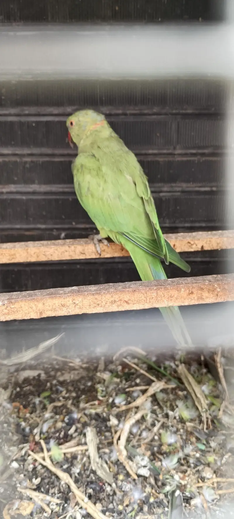 sell the pairs parrots — photo 2