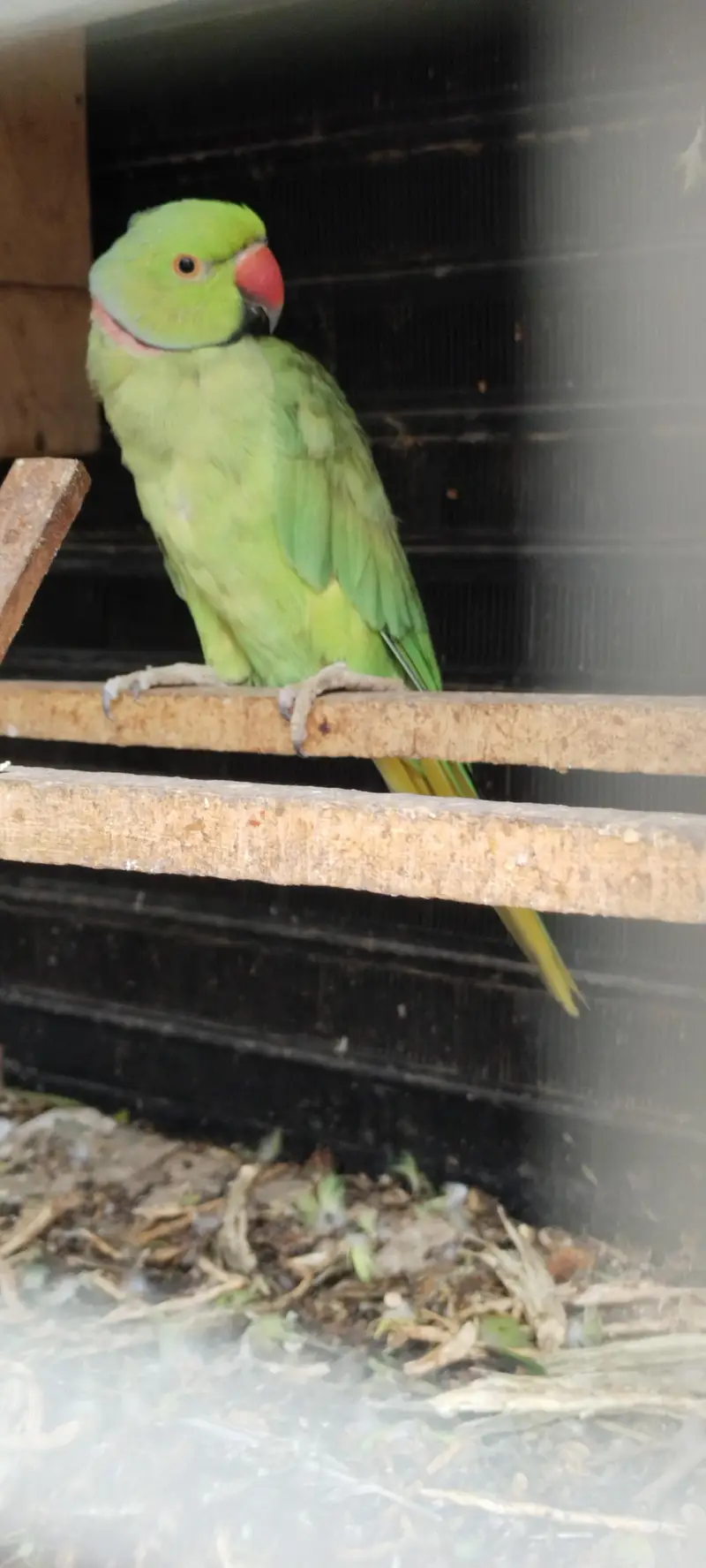 sell the pairs parrots — photo 3