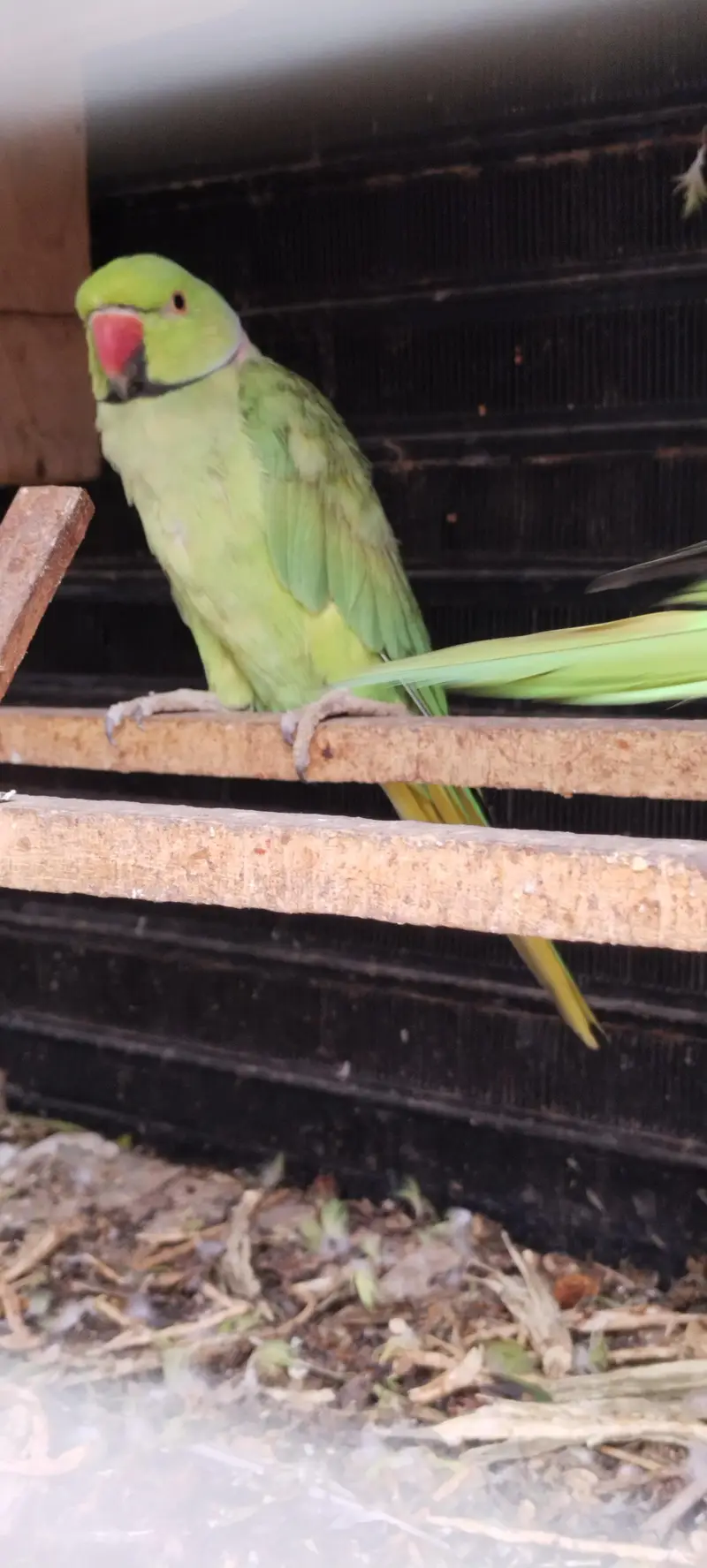 sell the pairs parrots — photo 4