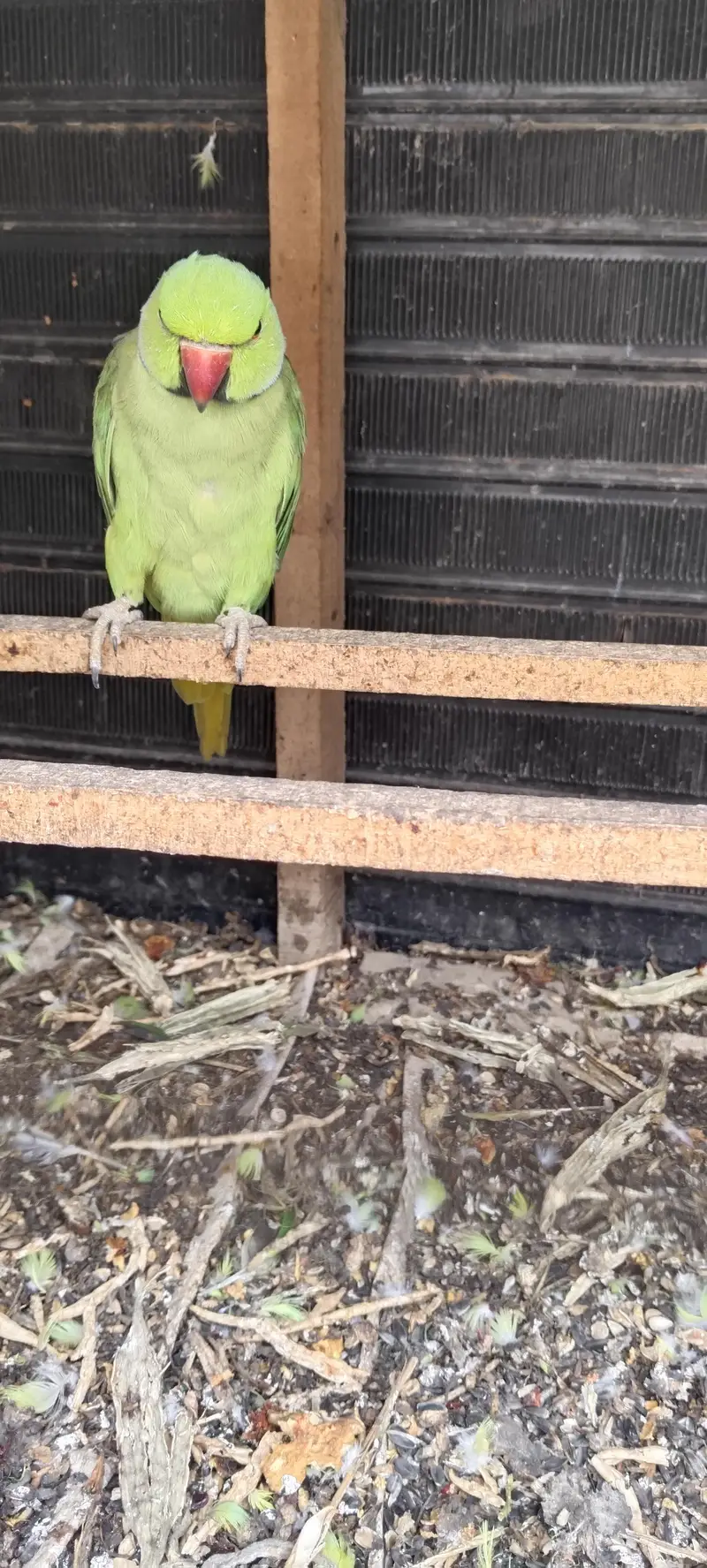 sell the pairs parrots — photo 5