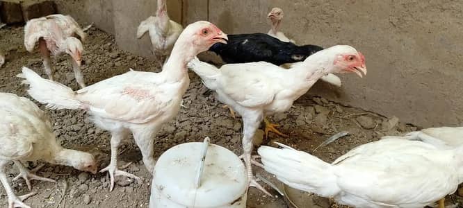 Aseel | Hera Aseel | Paper White Aseel | Aseel Hera For Sale