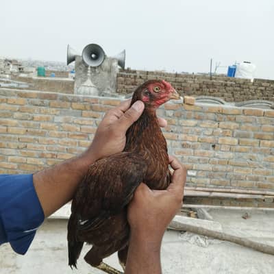 Aseel Hen