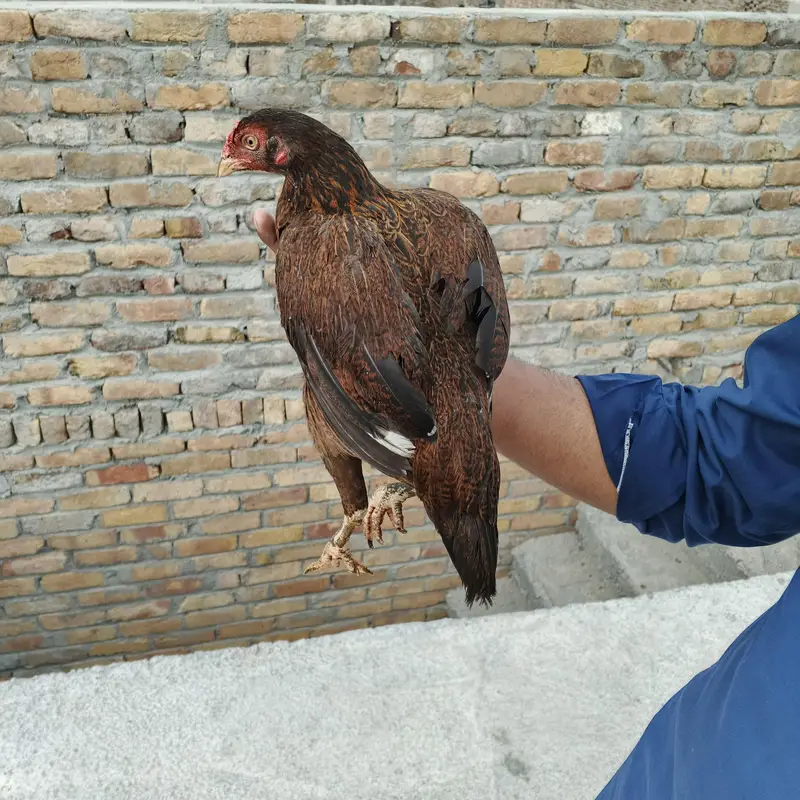 Aseel Hen — photo 2