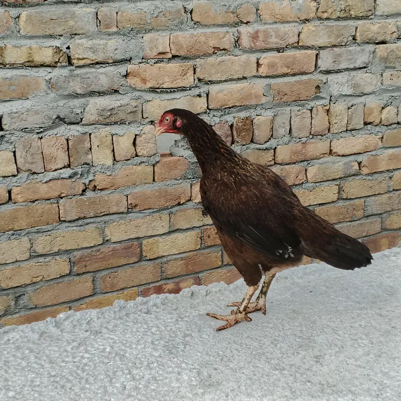 Aseel Hen — photo 3