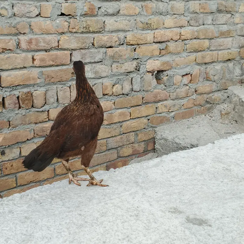 Aseel Hen — photo 4