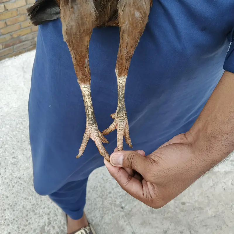 Aseel Hen — photo 5