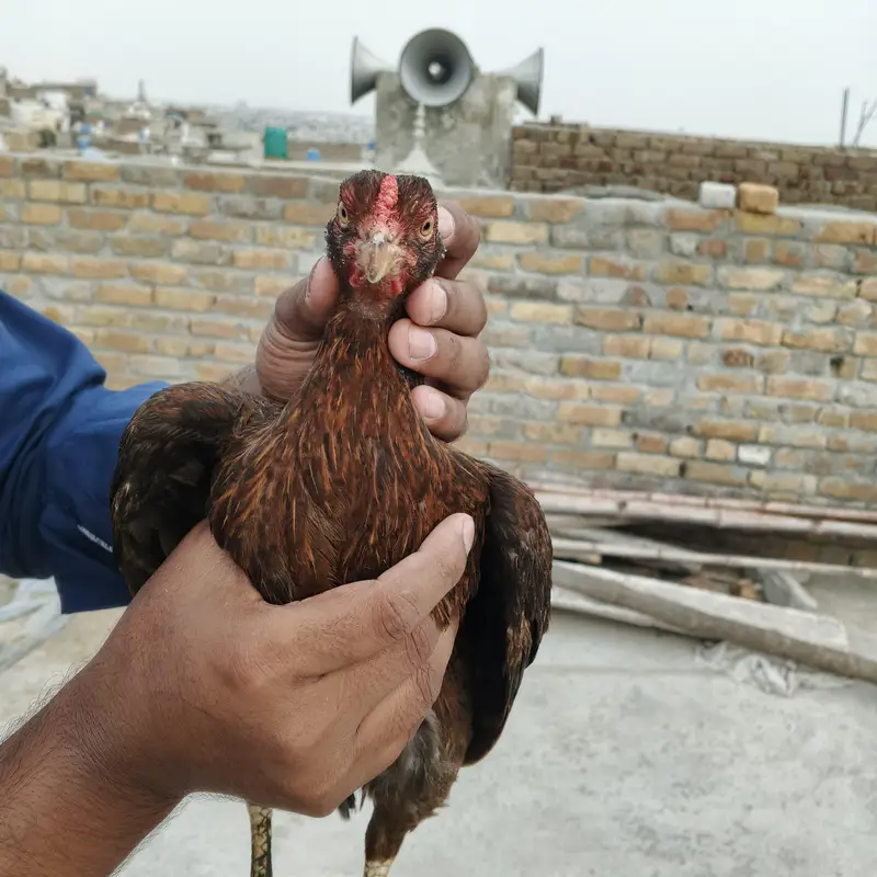 Aseel Hen — photo 6
