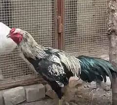 Aseel | Lasani Aseel | Pakistani Aseel | Aseel Mianwali | Aseel Hens