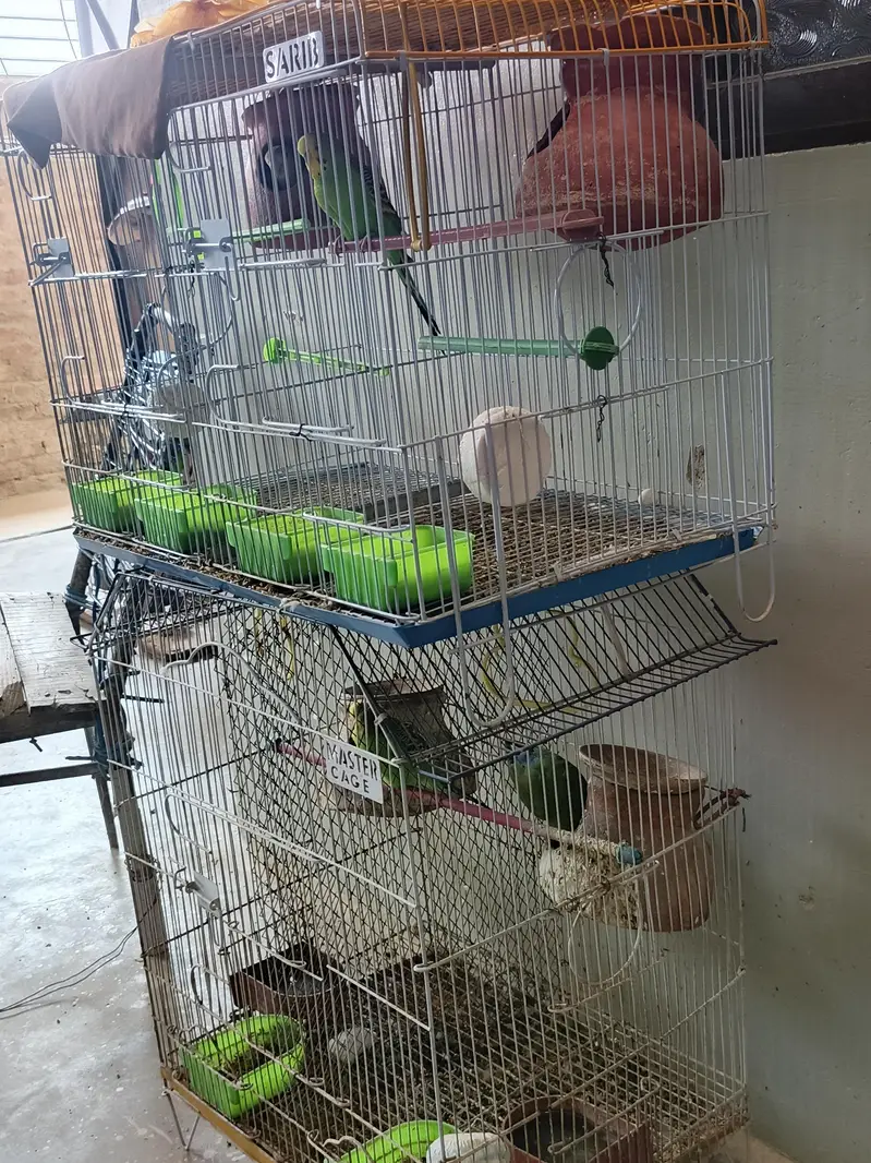 Fisher and Australian pairs — photo 3