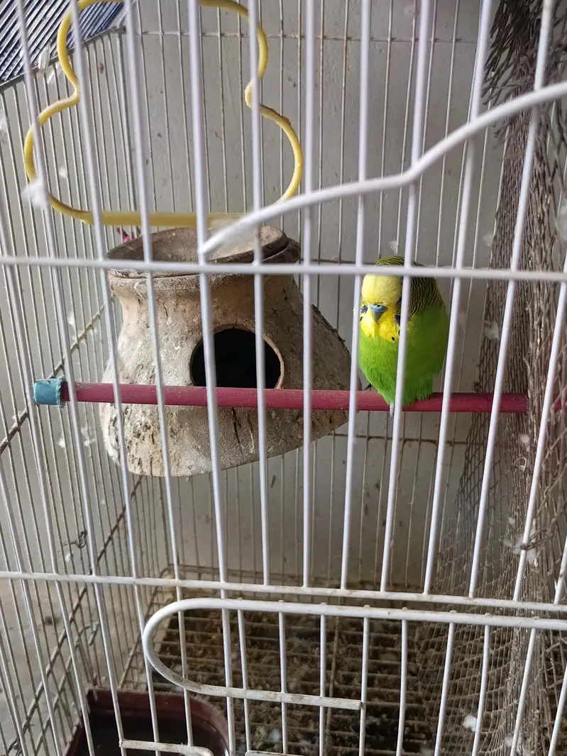 Fisher and Australian pairs — photo 5