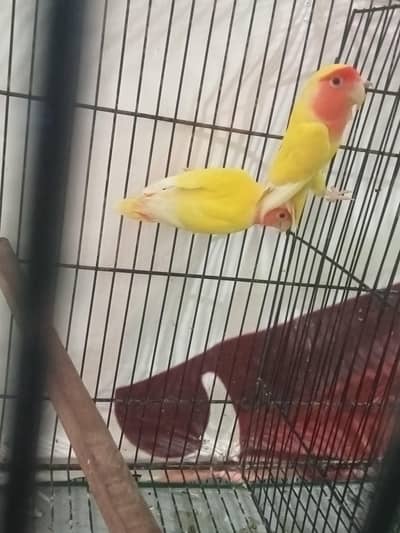 Lutino Opline Breeder Pair With history