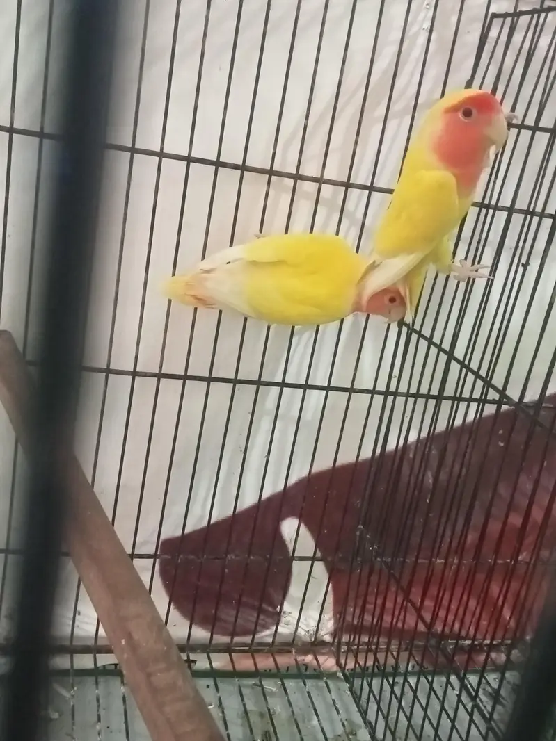Lutino Opline Breeder Pair With history
