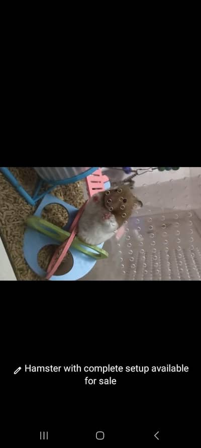 Cute Hamster with complete setup available for new home
