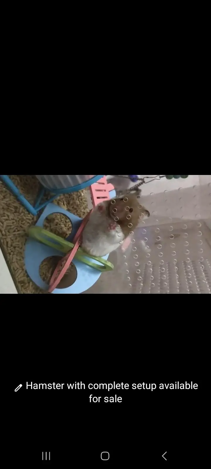 Cute Hamster with complete setup available for new home