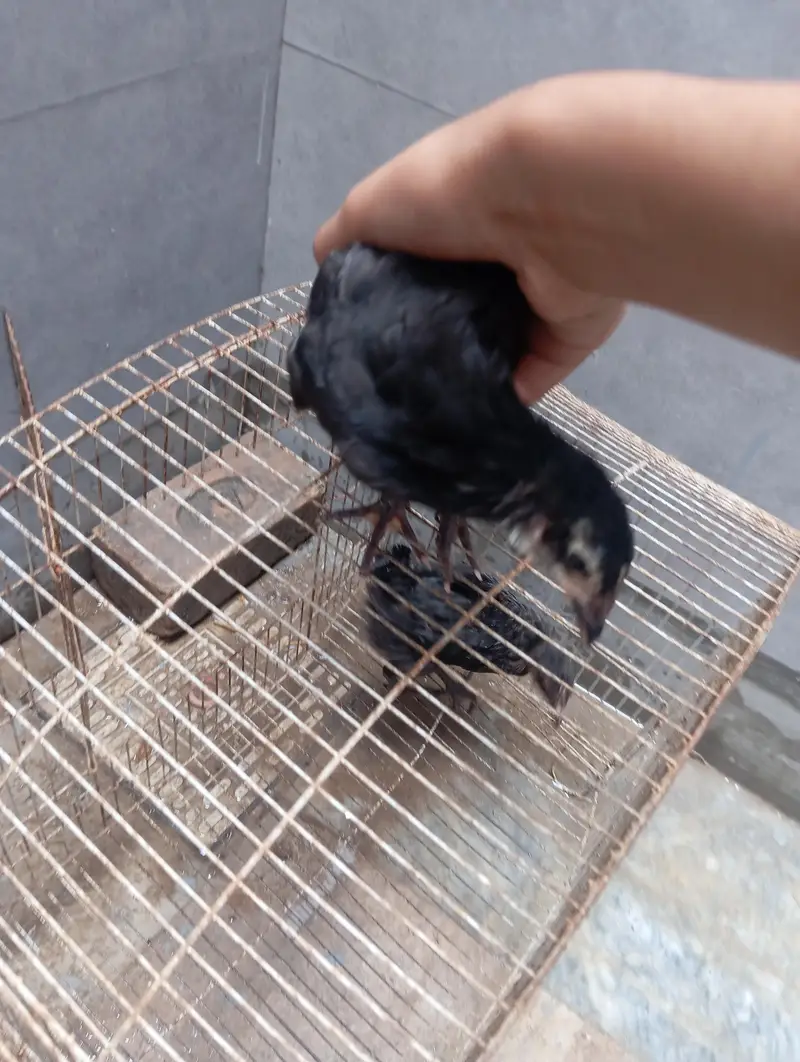 best chicks — photo 3