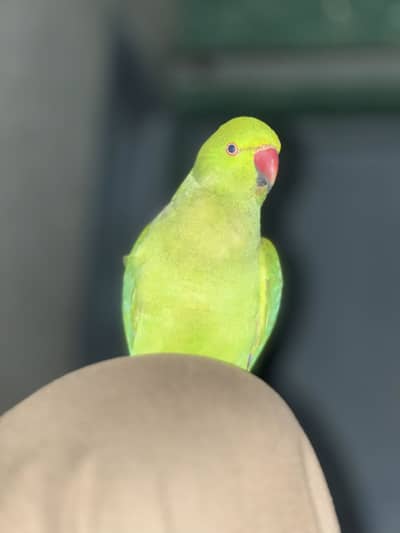 Green Parrot Hand Tame For Sale