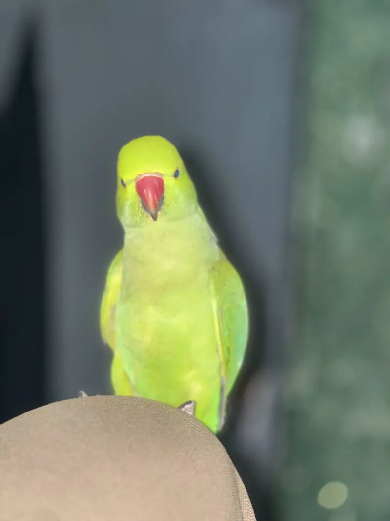 Green Parrot Hand Tame For Sale — photo 2