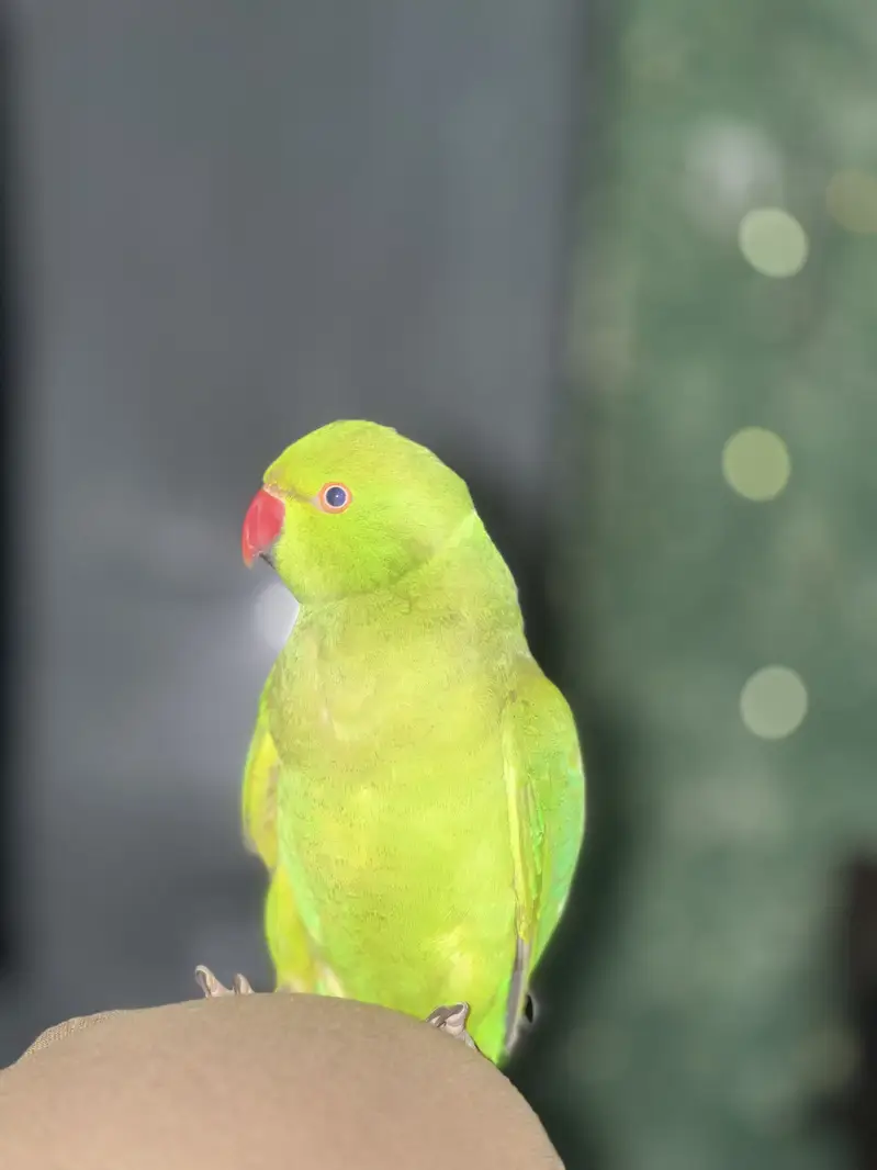 Green Parrot Hand Tame For Sale — photo 3