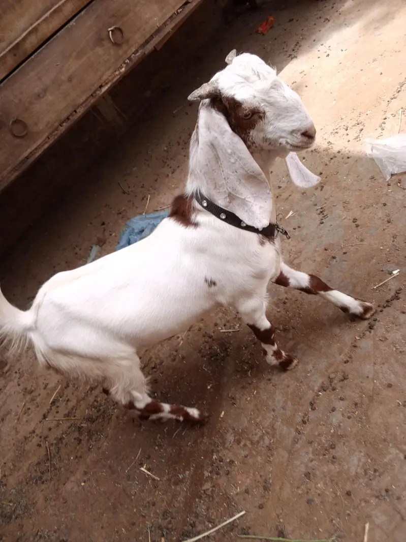 gulabi cross bakra — photo 2