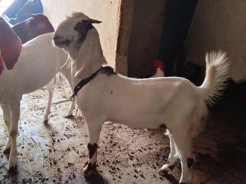 gulabi cross bakra — photo 3