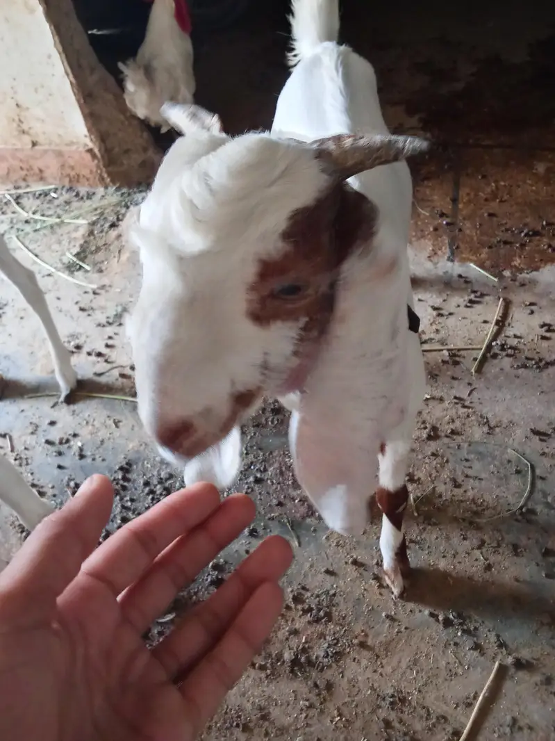 gulabi cross bakra — photo 5