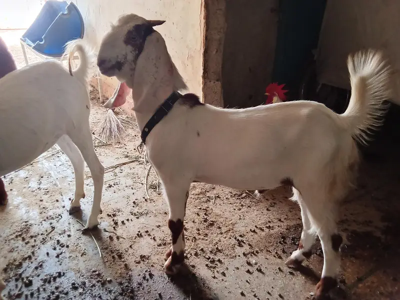 gulabi cross bakra — photo 6