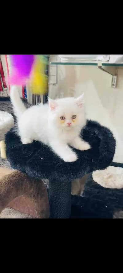 persian cat for sale