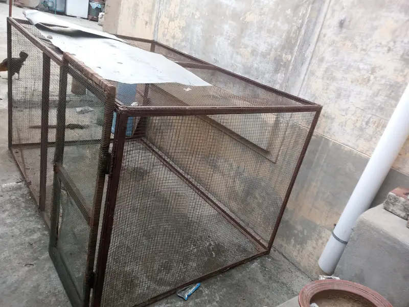 Large Birds and Hen Cage for Sale — photo 2
