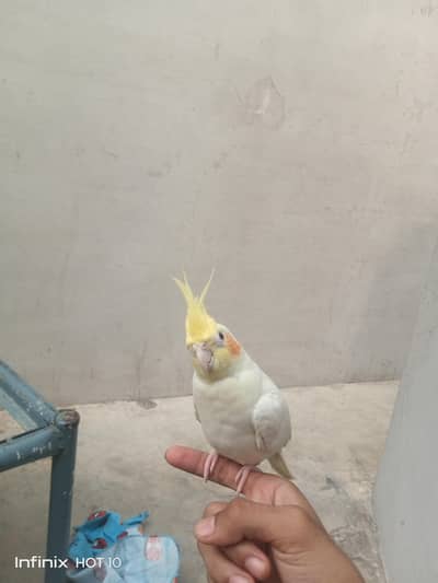tame lutino cocktail
