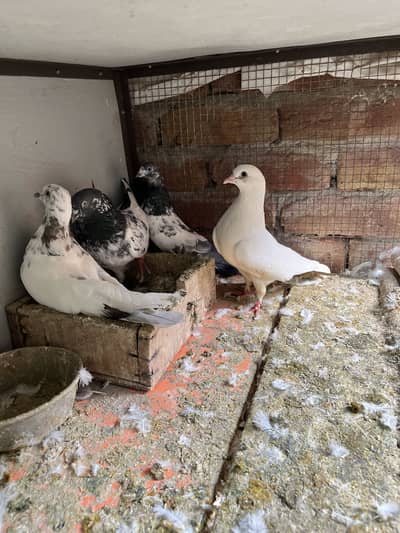 High quality pigeons for sell