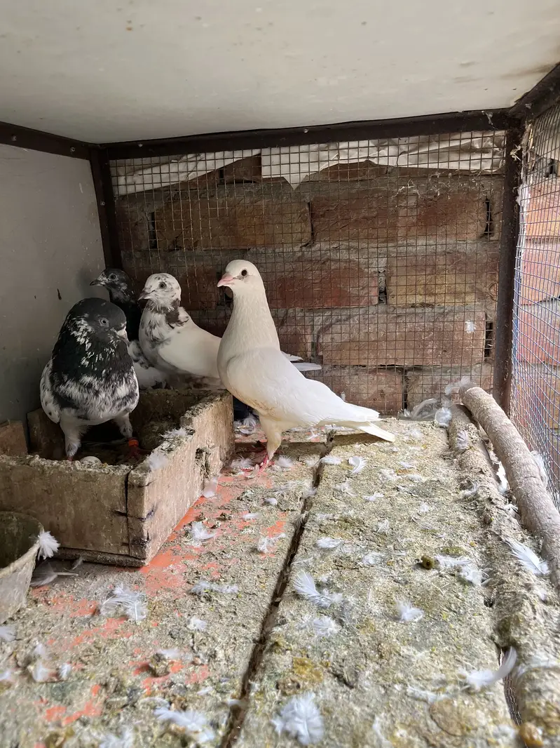 High quality pigeons for sell — photo 2