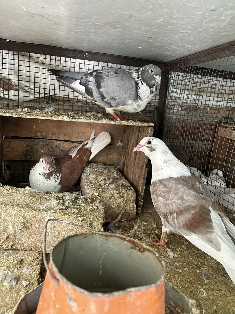 High quality pigeons for sell — photo 3