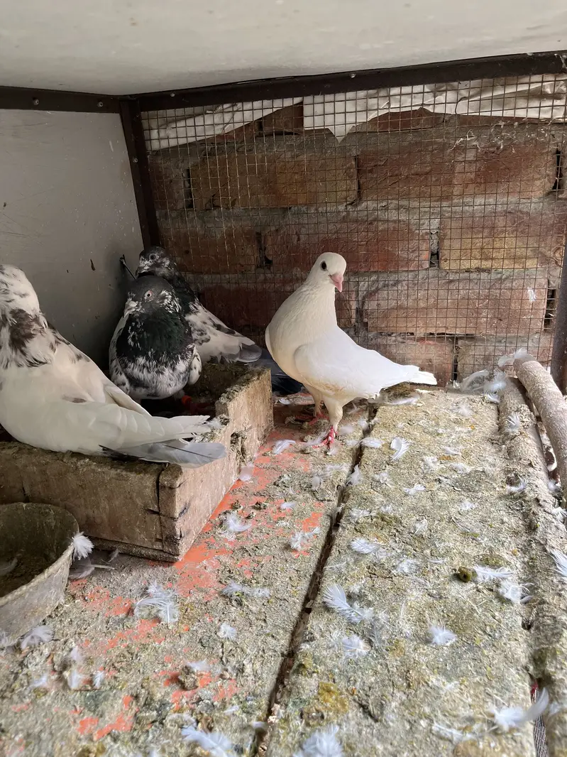 High quality pigeons for sell — photo 4