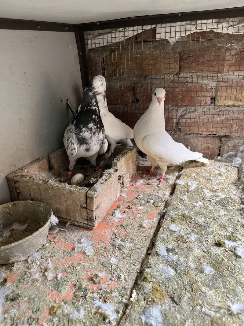 High quality pigeons for sell — photo 5