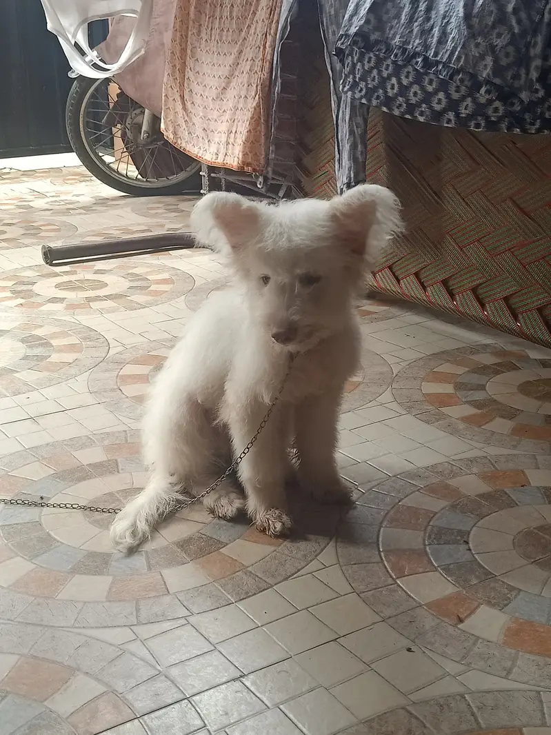Rusion female for sale — photo 3