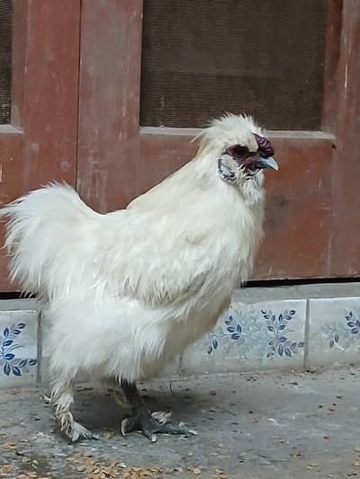 White silkie