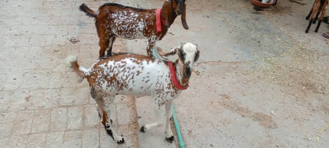 6 month and healthy makhi chini