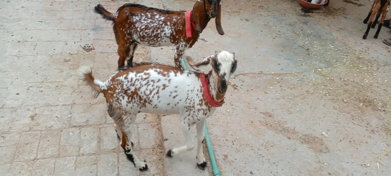6 month and healthy makhi chini
