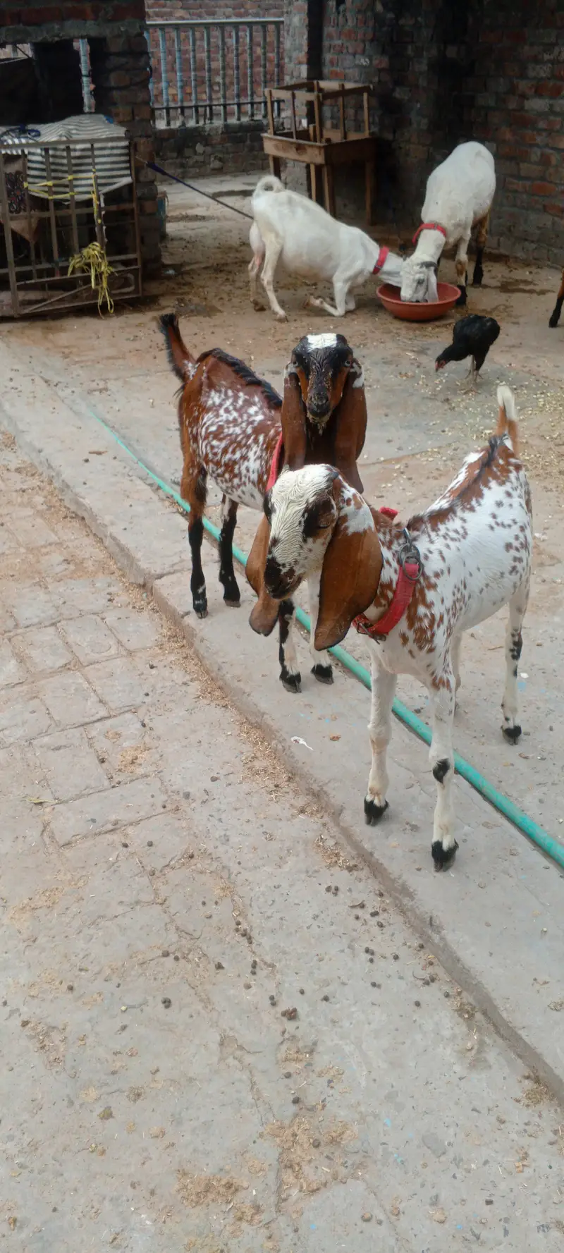 6 month and healthy makhi chini — photo 2