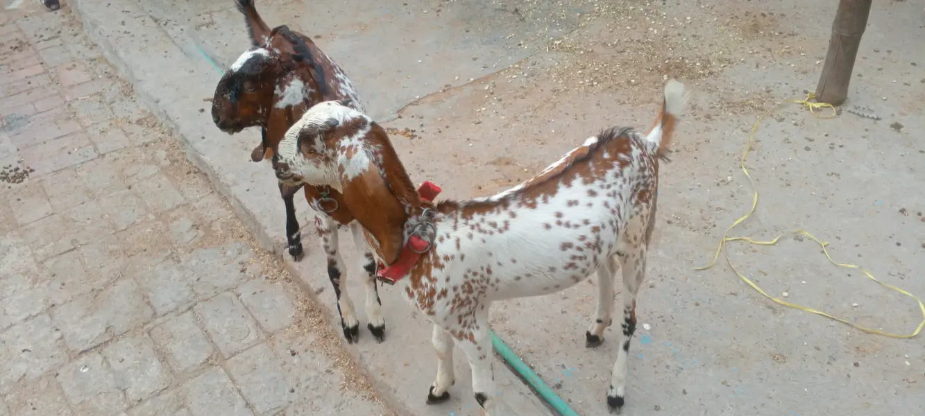 6 month and healthy makhi chini — photo 3